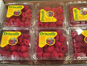 Driscoll’s公司在中国市场销售的鲜果